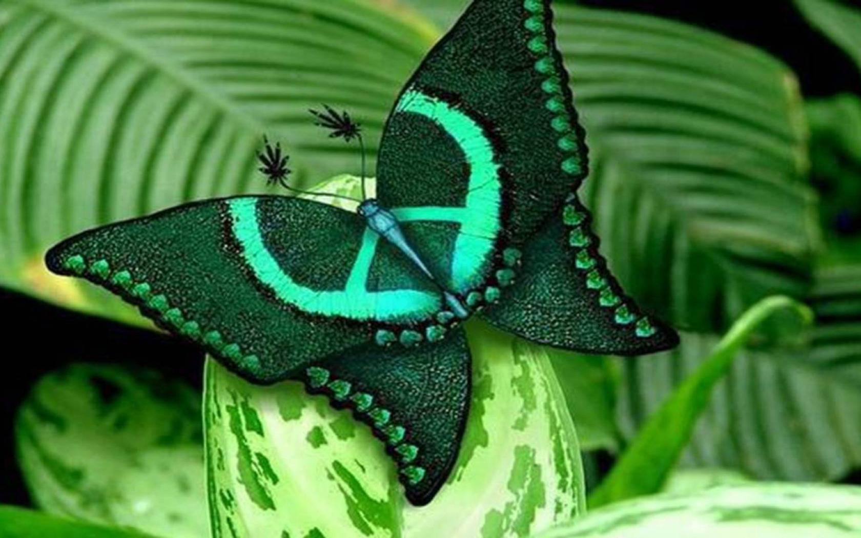 پروانه های کمیاب و زیبا